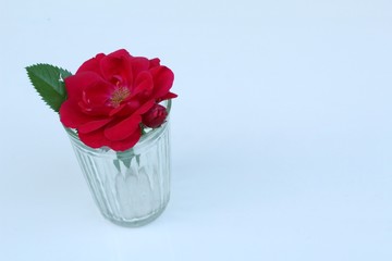 Red blooming rose in a shaft of transparent glass on a white background