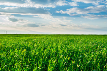 Obraz na płótnie Canvas Corn field and blue sky with white clouds
