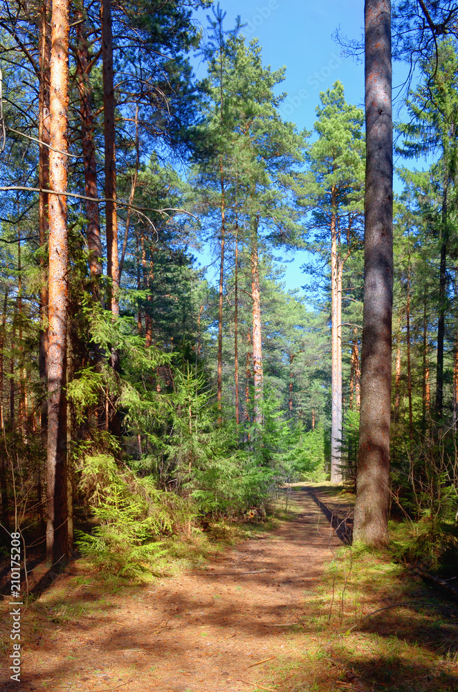 Wall mural pine forest in the afternoon in the spring clear sky.