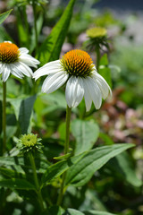 White coneflower