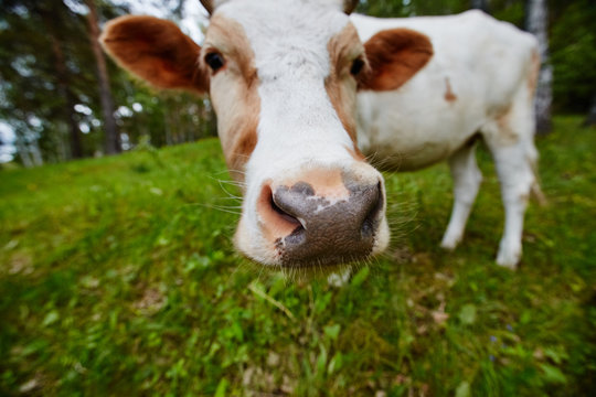 Funny portrait of a cow in a meadow. Shot on a wide-angle lens.