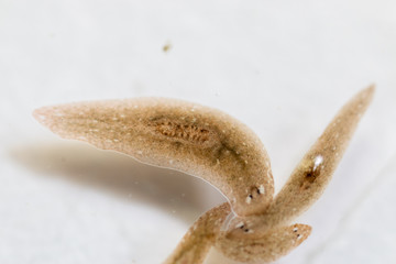 Planarian parasite (flatworm) under microscope view.