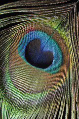 Obraz premium pióro pawia