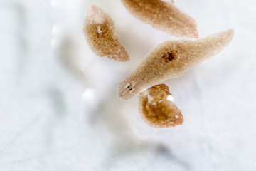 Planarian parasite (flatworm) under microscope view.