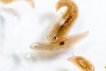 Planarian parasite (flatworm) under microscope view.