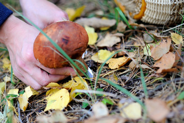 Mushroom in the autumn forest. Close-up of male hands cut the mushroom with a folding knife. The...