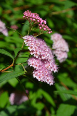 Japanese meadowsweet