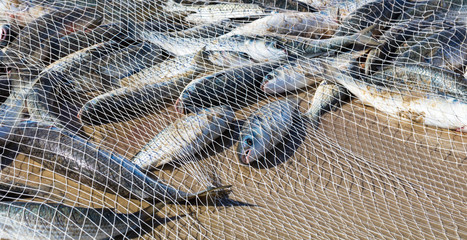 Peixes na rede