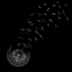 drawing of dandelion on black background vector