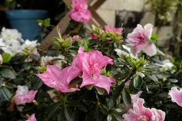 Flower morning 