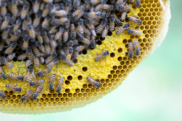 Closeup view of the working bees on honeycomb, Honey cells pattern, BeekeepingHoneycomb texture.