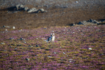 Lis polarny w wiosennej szacie © blackspeed