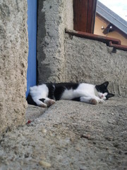 Cat001