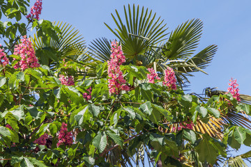 Blooming pink chestnut in the park of Sochi. Russia.