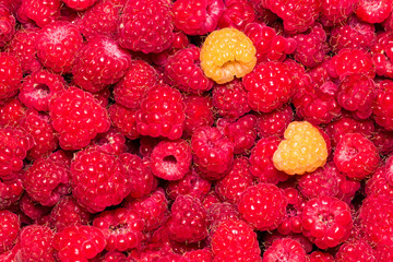 Raspberry. Fresh organic berries macro. Fruit background