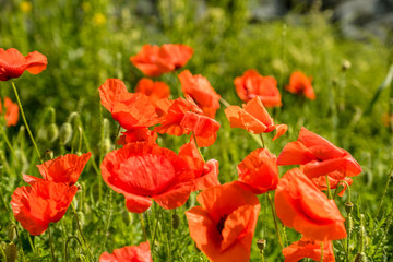 Malerische Mohnblumen wehen im Wind