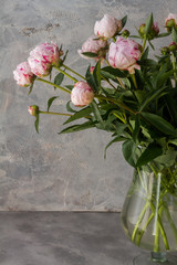 
Light rose peonies in glass vase. Gray background.