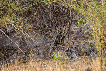 Naklejka na ściany i meble A tigress in bushes, Kanha National Park 