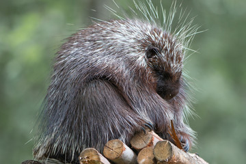 Baumstachler Neuweltstachelschweine (Erethizontidae)