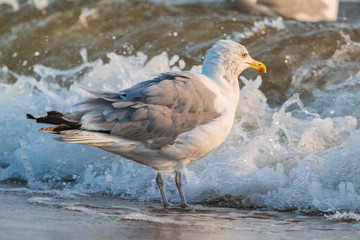 Möwen (Laridae) am Strand der Ostsee. Insel Usedom.	