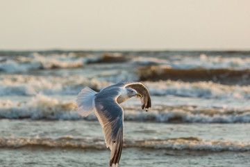 Möwen (Laridae) fliegen am Himmel über der Ostsee. Insel Usedom.	