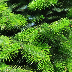 juicy fir green decoration for christmas
