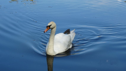 Fototapeta premium swan, bird, water, lake, white, nature, animal, swans, birds, wildlife, beautiful, love, river, pond, reflection, swimming, blue, beauty, elegance