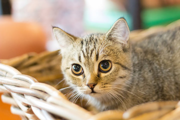 Cute cat, cat lying on the wooden floor in the background blurred close up playful cats