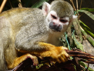 animal, squirrel, wildlife, cute, mammal, wild