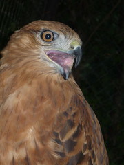 Fototapeta premium bird, hawk, eagle, beak, animal, falcon, nature, predator, 