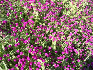 flower, nature, flowers, pink, garden, plant, spring, flora, 