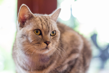 Naklejka premium Cute cat, cat lying on the wooden floor in the background blurred close up playful cats