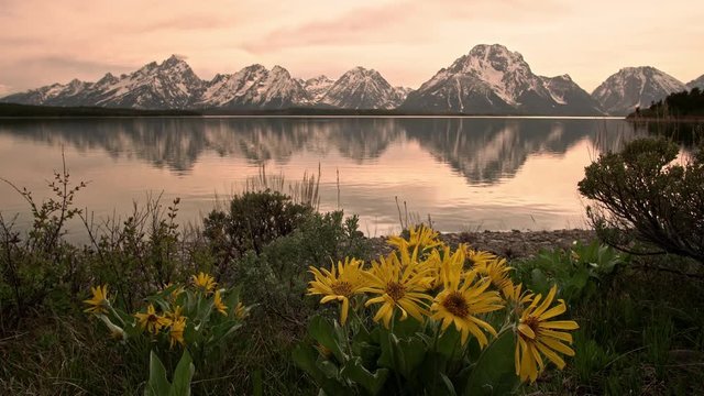 Golden view of the Grand Teton Mountains reflecting in Jackson Lake looking past yellow flowers on shore.