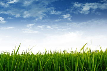Green field and blue sky