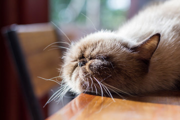 Cute cat, cat lying on the wooden floor in the background blurred close up playful cats