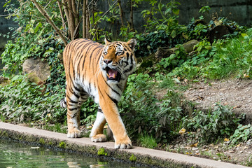 Tiger - Panthera tigris