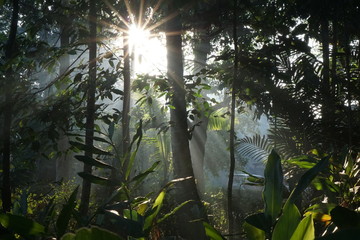Ray of light trough the trees in the forest,  Indonesia