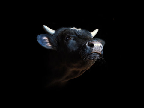 Portrait of a black bull isolated on a black background. Beef with his head held up, oxen head close-up, ox. Cattle