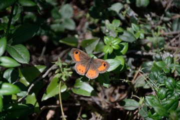 Brown butterfly on a leaf