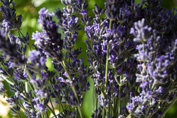 Lavender flowers macro shot.