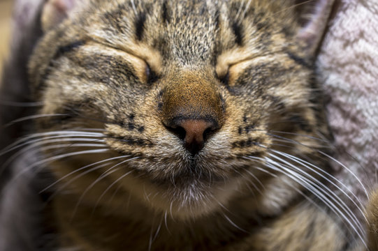 Fotografia ravvicinata al gatto che dorme