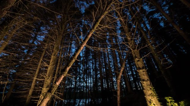 Time Lapse of Evergreen / Pine Trees at Night, Lit with LED Lights