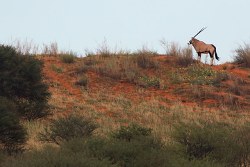 The gemsbok or gemsbuck (Oryx gazella) is standing on the top of red dune in the middle of desert....