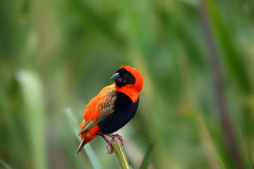 The southern red bishop or red bishop (Euplectes orix) sitting on the branch with green background. Red passerine at courtship.