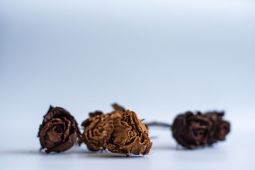 Dried rose on white background,blurry light design background