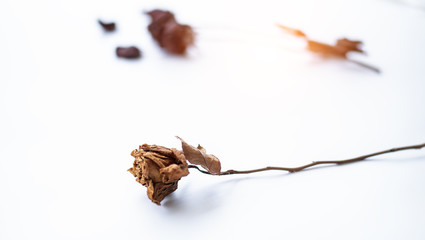 Closeup single dried rose put on white background,blurry light design background.