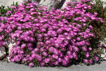 Rote Mittagsblumen (Delosperma cooperi)