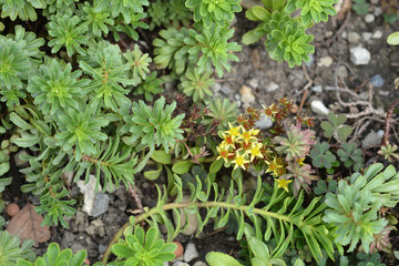 Orange stonecrop