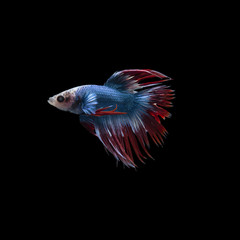 Fototapeta premium Colorful Siam fighting fish on the black background