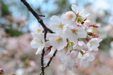 Beautiful Cherry Blossoms around Kokura Castle in Kyushu, Japan